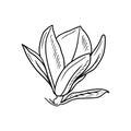 Realistic magnolia flower bud with leaf in black isolated on white background. Hand drawn vector sketch illustration in doodle Royalty Free Stock Photo