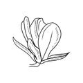 Realistic magnolia flower bud with leaf in black isolated on white background. Hand drawn vector sketch illustration in doodle Royalty Free Stock Photo