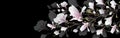 Realistic Magnolia flower isolated on black background. Magnolia branch is a symbol of spring, summer, feminine charm, femininity