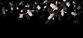 Realistic Magnolia flower isolated on black background. Magnolia branch is a symbol of spring, summer, feminine charm, femininity