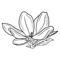 Realistic magnolia flower with leaf in black isolated on white background. Hand drawn vector sketch illustration in doodle Royalty Free Stock Photo