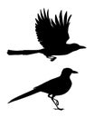 Realistic magpie flying and sitting. Monochrome vector illustration of black silhouettes of intelligent bird Eurasian Royalty Free Stock Photo