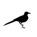 Realistic magpie sitting. Monochrome vector illustration of black silhouette of intelligent bird Eurasian Magpie