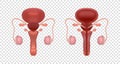 Realistic male reproductive system illustration. Male reproductive organs with cross section and whole view. Educational