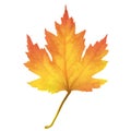 Realistic maple leaf isolated on white background Royalty Free Stock Photo