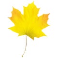 Realistic maple leaf isolated on white background Royalty Free Stock Photo
