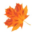 Realistic maple leaf. Vector autumn tree leaf isolated on white background for the design of greeting cards, holiday banners, and Royalty Free Stock Photo