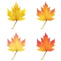 Realistic maple leaves isolated on white background