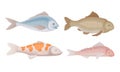 Realistic Marketable Fish Vector Set. Various Sorts of Fresh Fish Collection