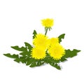 Realistic meadow flower dandelion with leaves. Yellow flower on Royalty Free Stock Photo