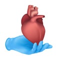 Realistic medical organ concept with a hand in a blue rubber glove holding a human heart internal body part. Vector anatomical