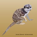 Realistic meerkat suricate on light beige background