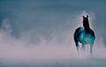 Realistic mesmerizing Illustration of beautiful black stallion silhouetted against fog woods blue undertone, created with