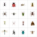 Realistic Midge, Emmet, Ladybird And Other Vector Elements. Set Of Bug Realistic Symbols Also Includes Tarantula, Locust