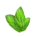 Realistic mint leaves. Menthol 3d herb green