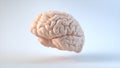 Realistic model of Brain. Banner for medical applications, educational sites. Poster with place for text.