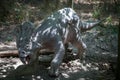 Realistic model of dinosaur Protoceratops