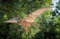 Realistic model of dinosaur - Pteranodon