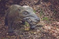 Realistic model of dinosaur from trias,predator from triassic period, Jurassic Park. Royalty Free Stock Photo