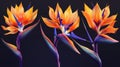A realistic modern illustration of a bird of paradise or crane flower with orange and purple petals isolated on a dark Royalty Free Stock Photo