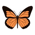 Realistic monarch butterfly in colour isolated on white background. Vector illustration