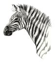Drawing detailed. Zebra head isolated on white background