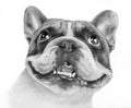 Realistic monochrome portrait of a happy French Bulldog.