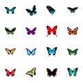 Realistic Morpho Hecuba, Copper, Demophoon And Other Vector Elements. Set Of Beauty Realistic Symbols Also Includes Fly