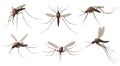 Realistic mosquito. Blood sucking insects, peddler of dengue, zika virus and malaria vector isolated mosquitoes set for repellent