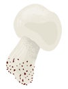 Realistic mushroom vector illustration. Single champignon with detailed cap and stem, isolated on white. Edible fungi Royalty Free Stock Photo