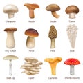 Realistic mushrooms, edible and inedible mushroom plants. Natural mushroom woods plants, enoki, niscalo and morel 3d