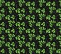 Realistic natural seamless pattern with green herb. Parsley branch and leaves on black background. Flora style. Vector illustrati