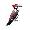 Realistic Nuttall's Woodpecker Bird Artwork Royalty Free Stock Photo