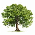 Realistic Oak Tree Illustration On White Background Royalty Free Stock Photo