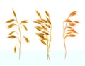 Realistic oat ears with seads, grains, cereals set