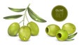 Realistic Olive Vector Set