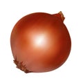 Realistic onion. 3d vector illustration on white background