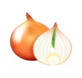Realistic Onion Illustration