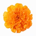 Realistic Orange Carnation Flower On White Background