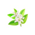 Realistic orange flowering branch, leaves, neroli flowers and bud. Perfumery and medical plant.Labels of Cosmetic Skin