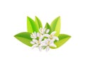 Realistic orange flowering branch, leaves, neroli flowers and bud. Perfumery and medical plant.Labels of Cosmetic Skin