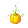 realistic Orange big ripe pumpkin with stem and curly tendrils isolated on white. beautiful hand drawn autumn halloween or