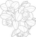 Realistic orchid flowers bouquet graphic template sketch. Vector illustration in black and white