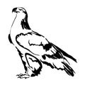 Realistic outline eagle vector illustration.