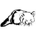 Realistic outline red panda vector illustration. Royalty Free Stock Photo