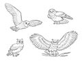 Realistic owls in outlines - vector illustration