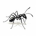 Realistic Painted Still Life Of Isolated Black Ant In Neo-pop Iconography Royalty Free Stock Photo