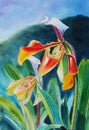 Realistic painting yellow,red color of slipper flower