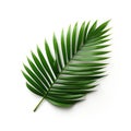 Realistic Palm Leaf On White Surface: Vivid Colors And Environmental Awareness Royalty Free Stock Photo