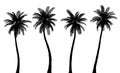 Realistic Palm Tree Silhouettes, Trunk and Leaves are Isolated from Each Other